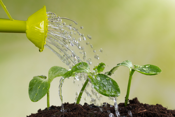 Ferramentas Sustentáveis para Cultivar Temperos em Casa