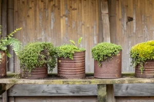 Como plantar temperos em recipientes reciclados